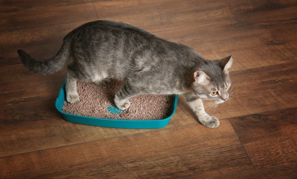 cat-tray-1250x756.jpg cat-tray-1250x756.jpg