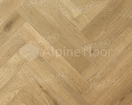 Изображение Дуб Хайнан - 5